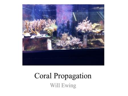 Coral Propagation Will Ewing. Introduction This project focused on the growth rates of Nephthea sp., Montipora digitata, and Duncanopsammia axifuga in.