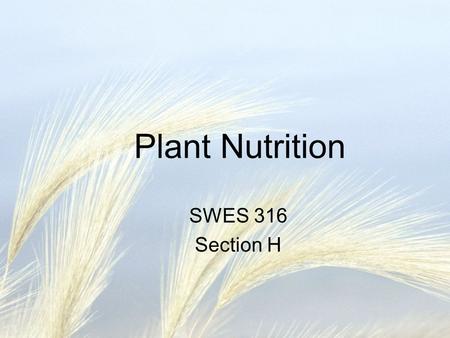 Plant Nutrition SWES 316 Section H. What Do Plants Need to Grow? Van Helmont early 1600s –Grew a tree in 200# of soil for 5 years, gave it only water.