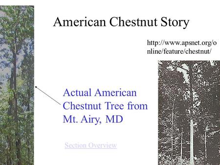 American Chestnut Story Actual American Chestnut Tree from Mt. Airy, MD  nline/feature/chestnut/ Section Overview.