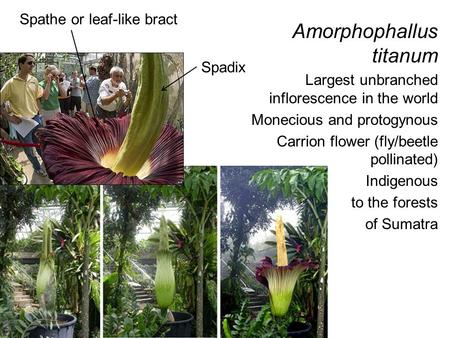 Amorphophallus titanum Largest unbranched inflorescence in the world Monecious and protogynous Carrion flower (fly/beetle pollinated) Indigenous to the.