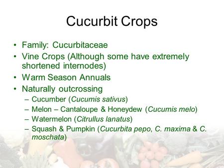 Cucurbit Crops Family: Cucurbitaceae Vine Crops (Although some have extremely shortened internodes) Warm Season Annuals Naturally outcrossing –Cucumber.