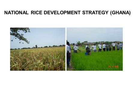 NATIONAL RICE DEVELOPMENT STRATEGY (GHANA). BACKGROUND Ghana 30% self-sufficient in rice production Total rice demand (tons) : 600,000mt Range of Domestic.