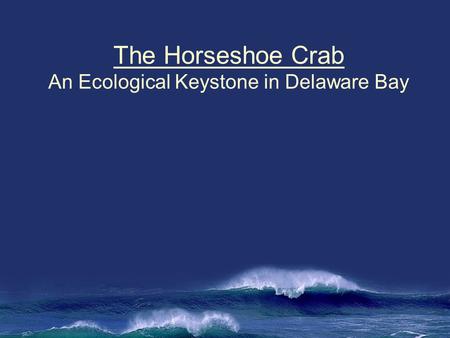 The Horseshoe Crab An Ecological Keystone in Delaware Bay.