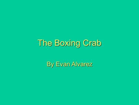 The Boxing Crab By Evan Alvarez. The Boxing Crab a.k.a. The Pom-Pom Crab.