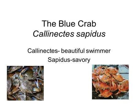 The Blue Crab Callinectes sapidus Callinectes- beautiful swimmer Sapidus-savory.