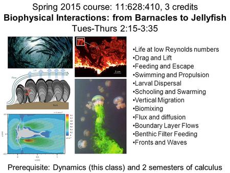 Spring 2015 course: 11:628:410, 3 credits Biophysical Interactions: from Barnacles to Jellyfish Tues-Thurs 2:15-3:35 Life at low Reynolds numbers Drag.