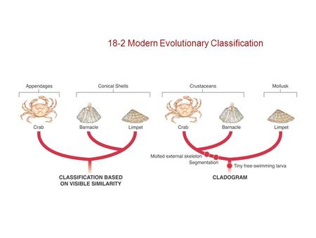 Slide 1 of 24 18-2 Modern Evolutionary Classification.