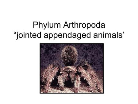 Phylum Arthropoda “jointed appendaged animals’