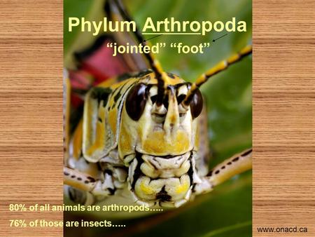 Phylum Arthropoda “jointed” “foot” 80% of all animals are arthropods….. 76% of those are insects….. www.onacd.ca.