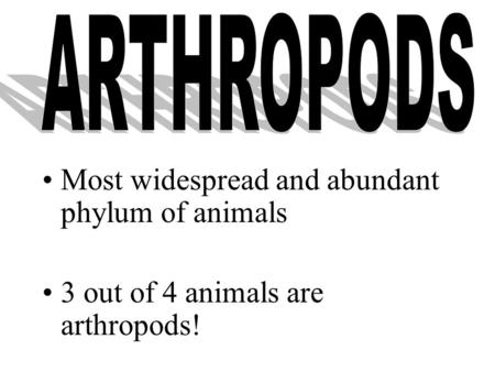 Most widespread and abundant phylum of animals