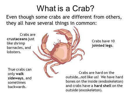 What is a Crab? Even though some crabs are different from others, they all have several things in common: Crabs have 10 jointed legs. Crabs are hard on.