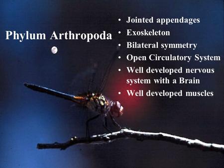 Phylum Arthropoda Jointed appendages Exoskeleton Bilateral symmetry Open Circulatory System Well developed nervous system with a Brain Well developed muscles.