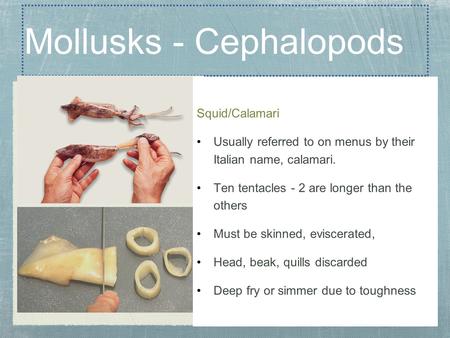 28 Mollusks - Cephalopods Squid/Calamari Usually referred to on menus by their Italian name, calamari. Ten tentacles - 2 are longer than the others Must.