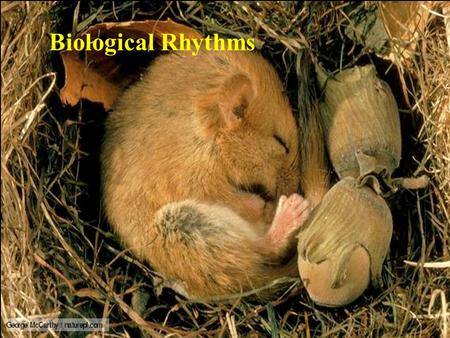 Biological Rhythms. Biological Rhythms – terms and characteristics Rate of activity Time Amplitude – magnitude of change in the activity Period – time.