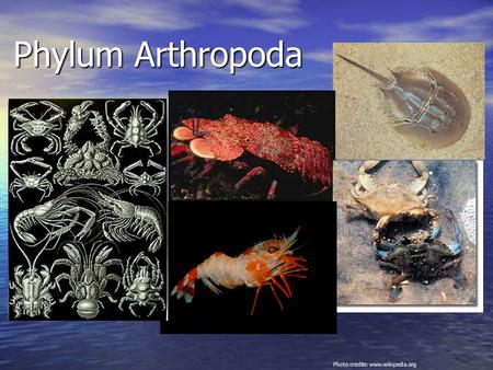 Phylum Arthropoda Photo credits: www.wikipedia.org.