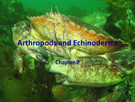 Arthropods and Echinoderms Chapter 7. Review What Invertebrates have we learned about so far? Porifera – sponges Cnidaria – jellyfishes, sea anemones,