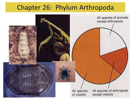 Chapter 26: Phylum Arthropoda