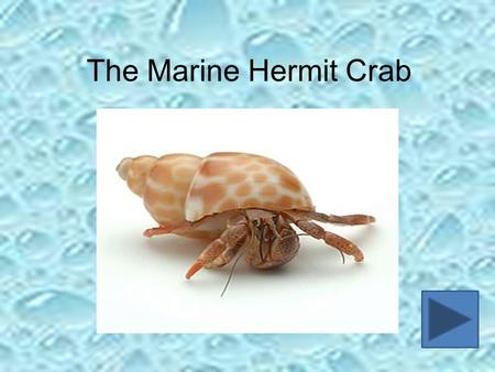 The Marine Hermit Crab. Introduction During this lesson, you are going to investigate one creature that can be found in the rock pools of our coast, the.