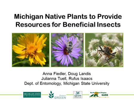Michigan Native Plants to Provide Resources for Beneficial Insects Anna Fiedler, Doug Landis Julianna Tuell, Rufus Isaacs Dept. of Entomology, Michigan.