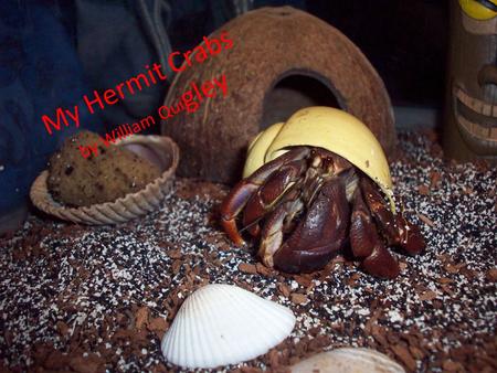 My Hermit Crabs by William Qui gley. My Hermit Crabs By William Quigley.