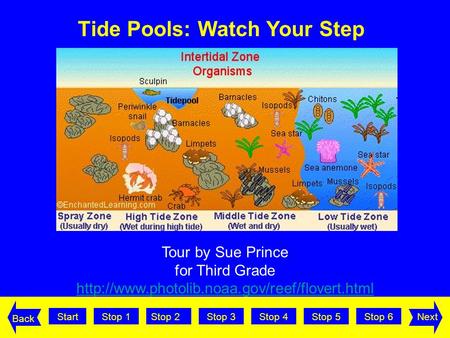 StartStop 2Stop 3Stop 4Stop 5Stop 6Stop 1Next Back Tour by Sue Prince for Third Grade  Tide Pools: Watch.