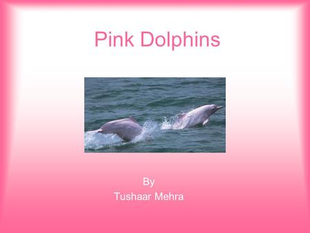 Pink Dolphins By Tushaar Mehra. Pink Dolphins are found in the Western parts of the Hong Kong Map of Pink Dolphins in Hong Kong West part of Hong Kong.