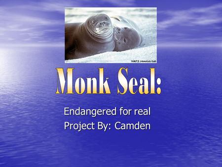 Endangered for real Project By: Camden. The Hawaiian Monk Seal eats:  Lobsters  Octopuses  Eels  Fish  crustaceans.