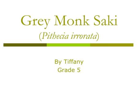 Grey Monk Saki (Pithecia irrorata) By Tiffany Grade 5.
