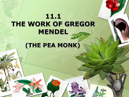 11.1 THE WORK OF GREGOR MENDEL