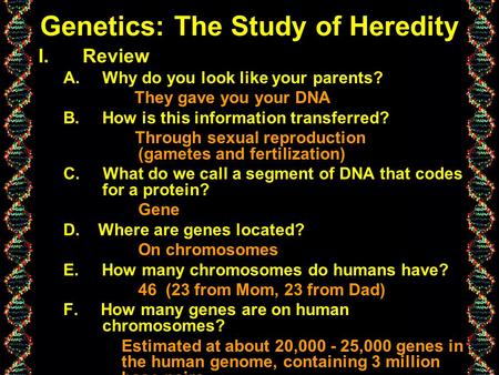 Genetics: The Study of Heredity I.Review A.Why do you look like your parents? They gave you your DNA B.How is this information transferred? Through sexual.