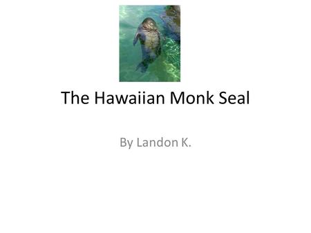 The Hawaiian Monk Seal By Landon K.. Hawaiian Monk Seal It’s called a Monk Seal because it’s folds of fat look like a monks hood.