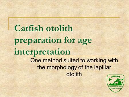 Catfish otolith preparation for age interpretation One method suited to working with the morphology of the lapillar otolith.