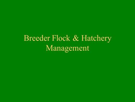 Breeder Flock & Hatchery Management. Breeder Flock Management Breeder Selection –Conformation –Color –Size –Health –Turkeys, ducks and geese selected.