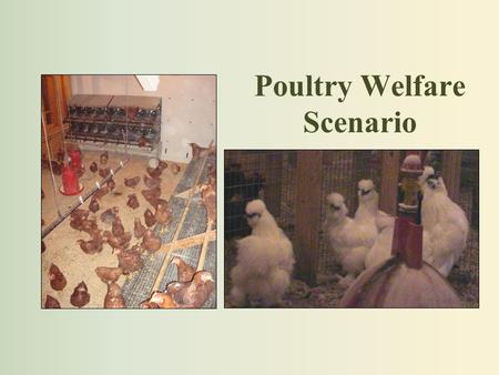 Poultry Welfare Scenario. Flock 1: Fertile-egg flock Eggs contain viable embryos which are provided to research facilities Flock consists of 200 hens;