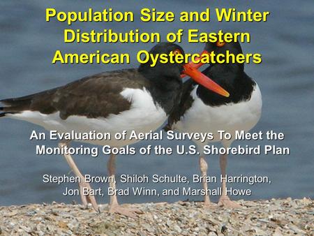 Population Size and Winter Distribution of Eastern American Oystercatchers An Evaluation of Aerial Surveys To Meet the Monitoring Goals of the U.S. Shorebird.