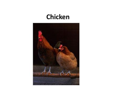 Chicken. Chickens are omnivores. In the wild, they often scratch at the soil to search for seeds, insects and even larger animals such as lizards or young.