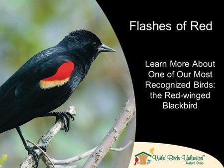 Learn More About One of Our Most Recognized Birds: the Red-winged Blackbird Flashes of Red.