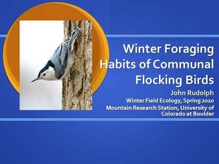 Winter Foraging Habits of Communal Flocking Birds John Rudolph Winter Field Ecology, Spring 2010 Mountain Research Station, University of Colorado at Boulder.