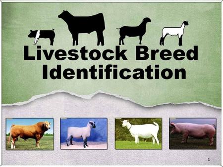 1. 2 3 Information: – Developed on Island of Barbados Unknown origin – Distinguishing Characteristics Parasite resistance Heat tolerance – Breed Character.