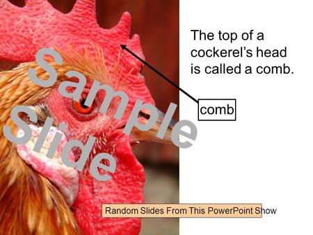 The top of a cockerel’s head is called a comb. comb Random Slides From This PowerPoint Show Sample Slide.