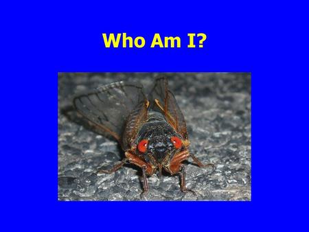 Who Am I?. Insects Phylum Arthropoda (means jointed foot) Class Insecta includes all the true insects Class Arachnida spiders, mites, ticks.