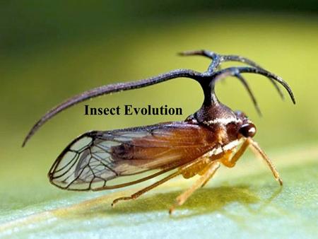 Insect Evolution.