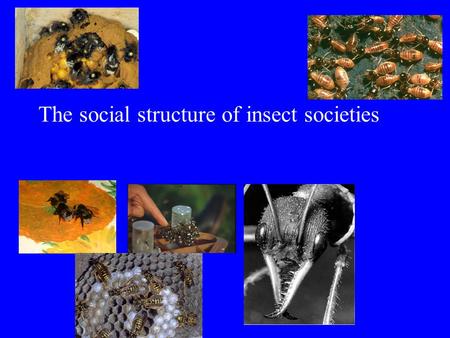 The social structure of insect societies. What is different between insect societies and swarms of locusts, fish or birds?