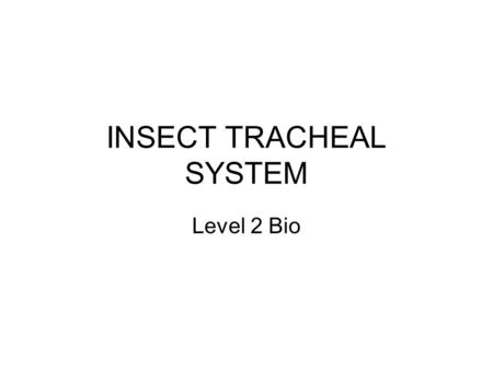 INSECT TRACHEAL SYSTEM Level 2 Bio. INSECT TRACHEAL SYSTEM This is completely different to humans The insect’s gas exchange system is completely separate.