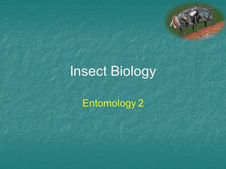 Insect Biology Entomology 2. Phylum Arthropoda Largest phylum on Earth –75% of all living species Class Arachnida (spiders, ticks, scorpions…) Class Crustacea.