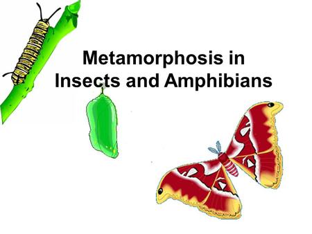 Metamorphosis in Insects and Amphibians