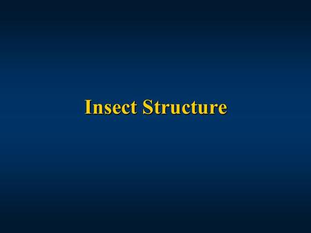 Insect Structure.