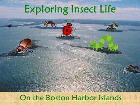 Exploring Insect Life On the Boston Harbor Islands.