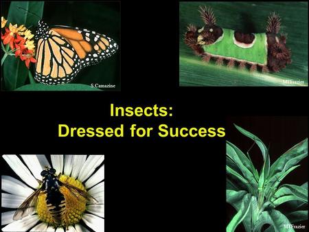 S.Camazine MTFrazier Insects: Dressed for Success.