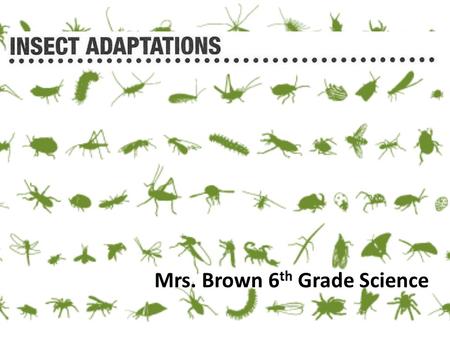 Mrs. Brown 6 th Grade Science. Click the purple image at the bottom to watch a 17 minute web- instruction on insects. You will need to select next at.